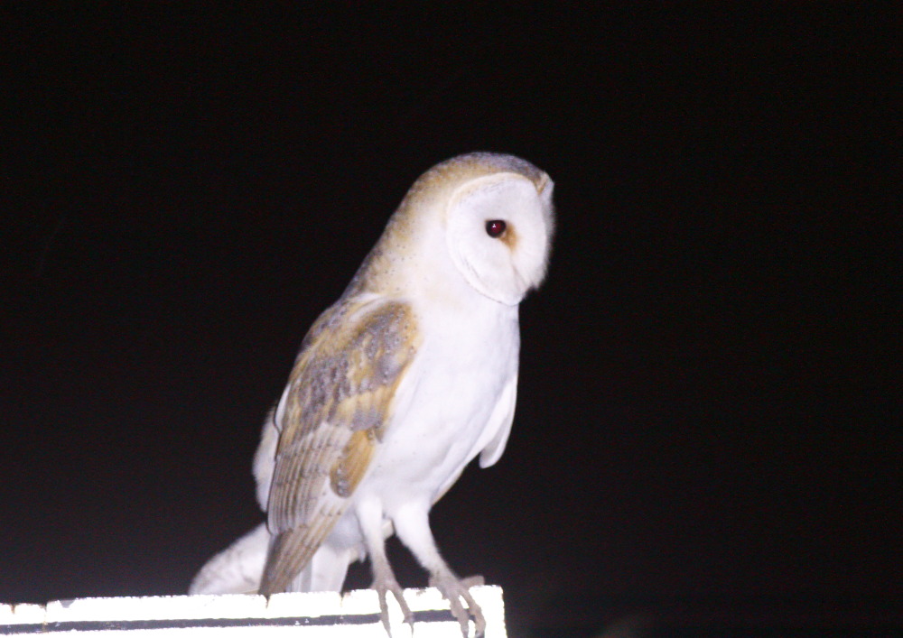 Western Barn Owl