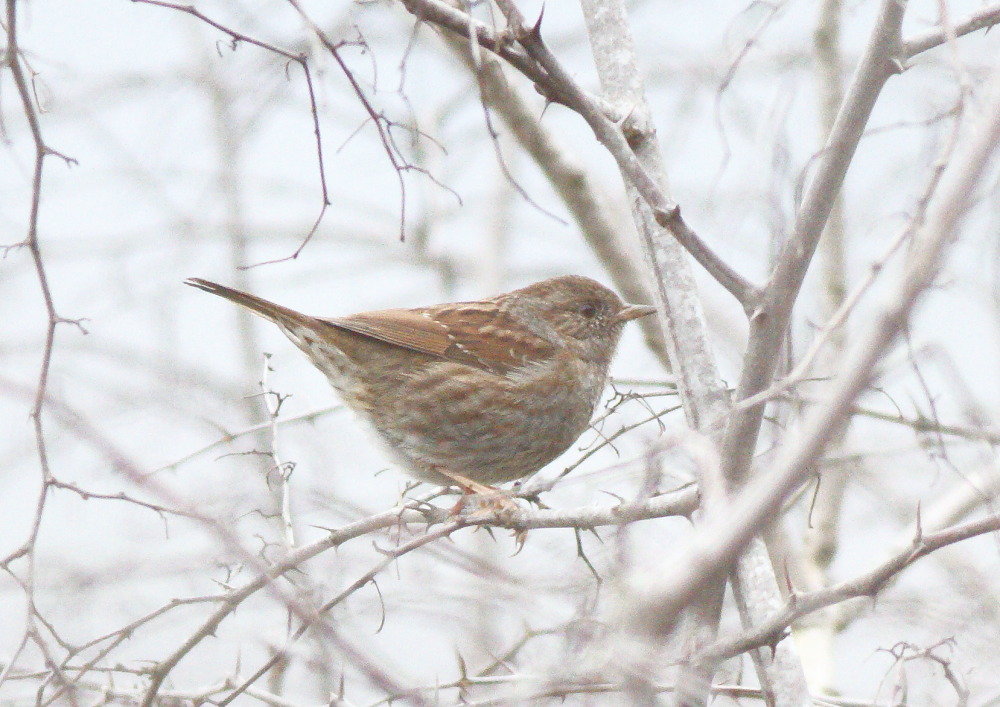 Dunnock
