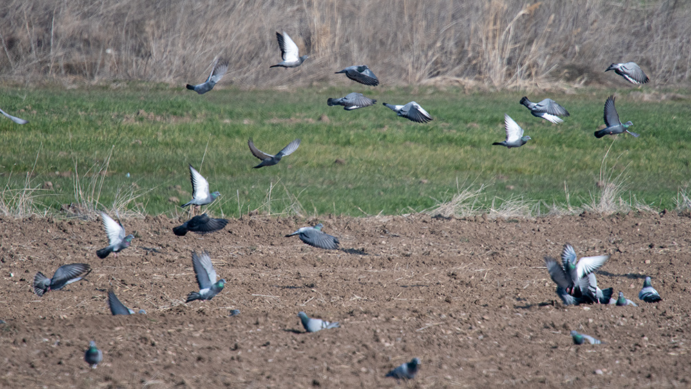 Rock Dove