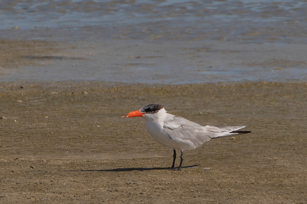 Caspian Tern