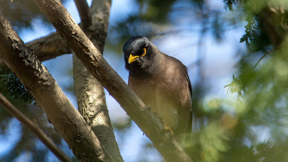 Common Myna