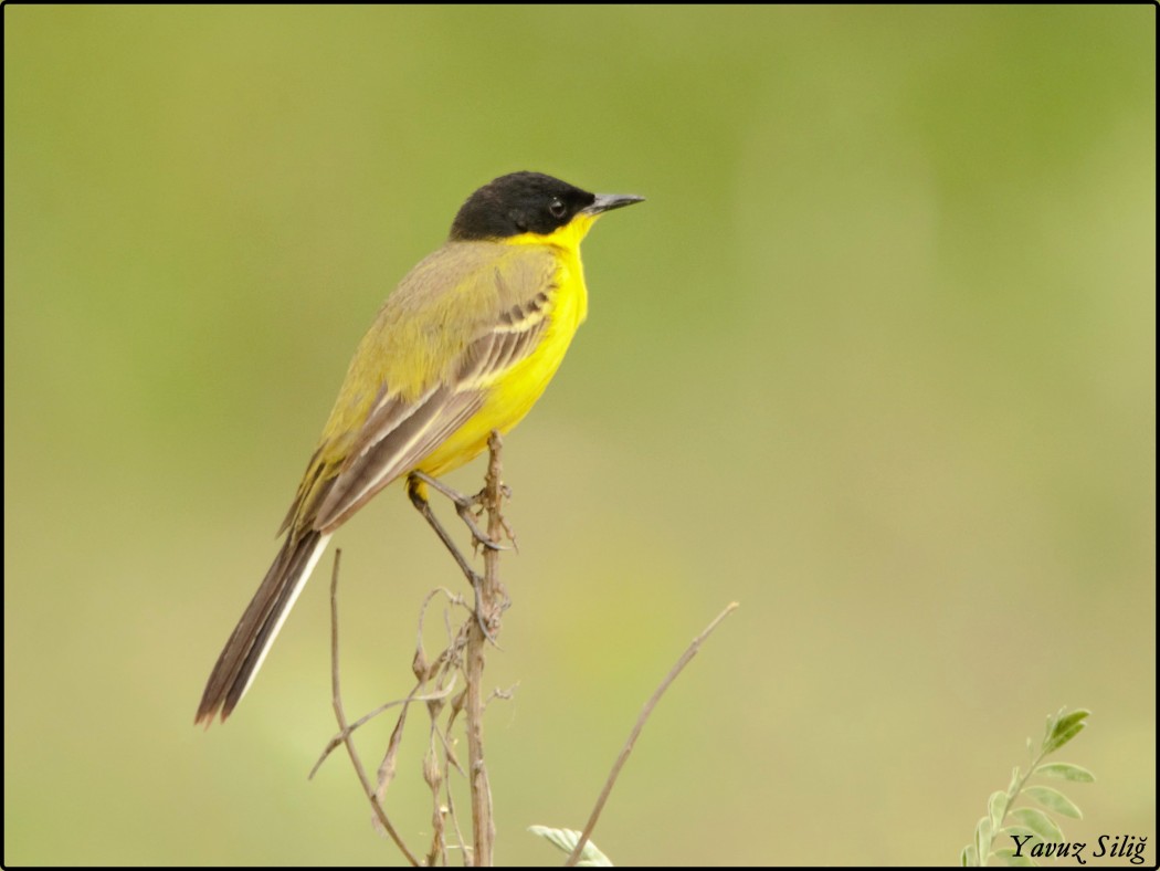 Western Yellow Wagtail