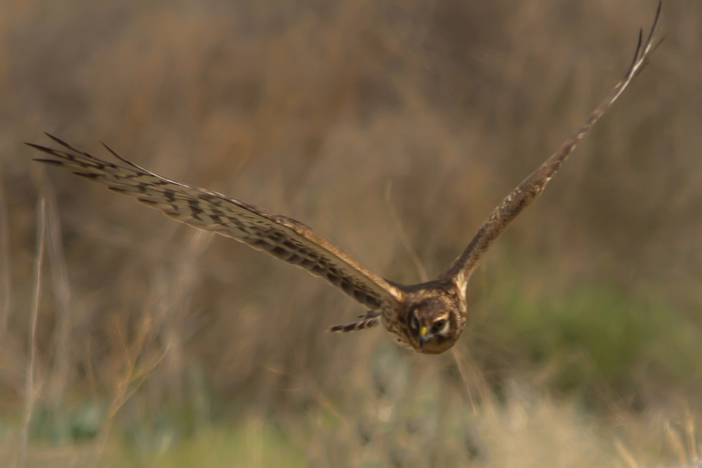 Montagu`s Harrier