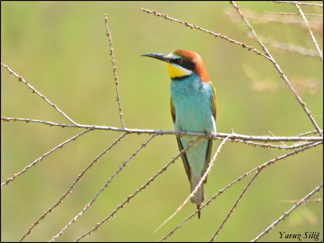 European Bee-eater