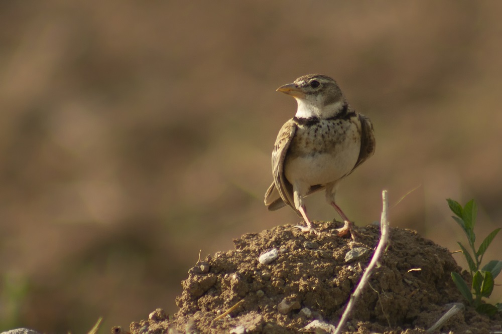 Calandra Lark