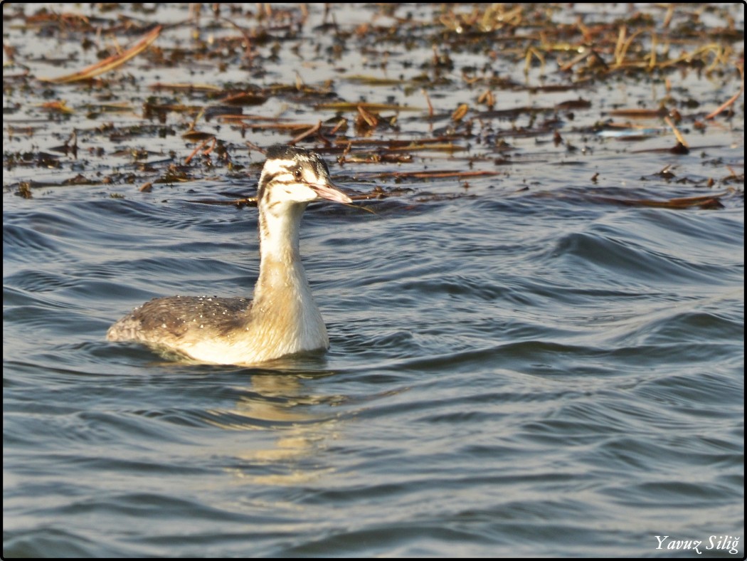 Great Crested Grebe