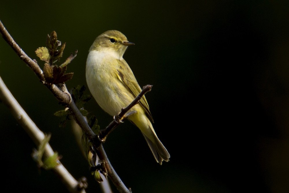 Common Chiffchaff