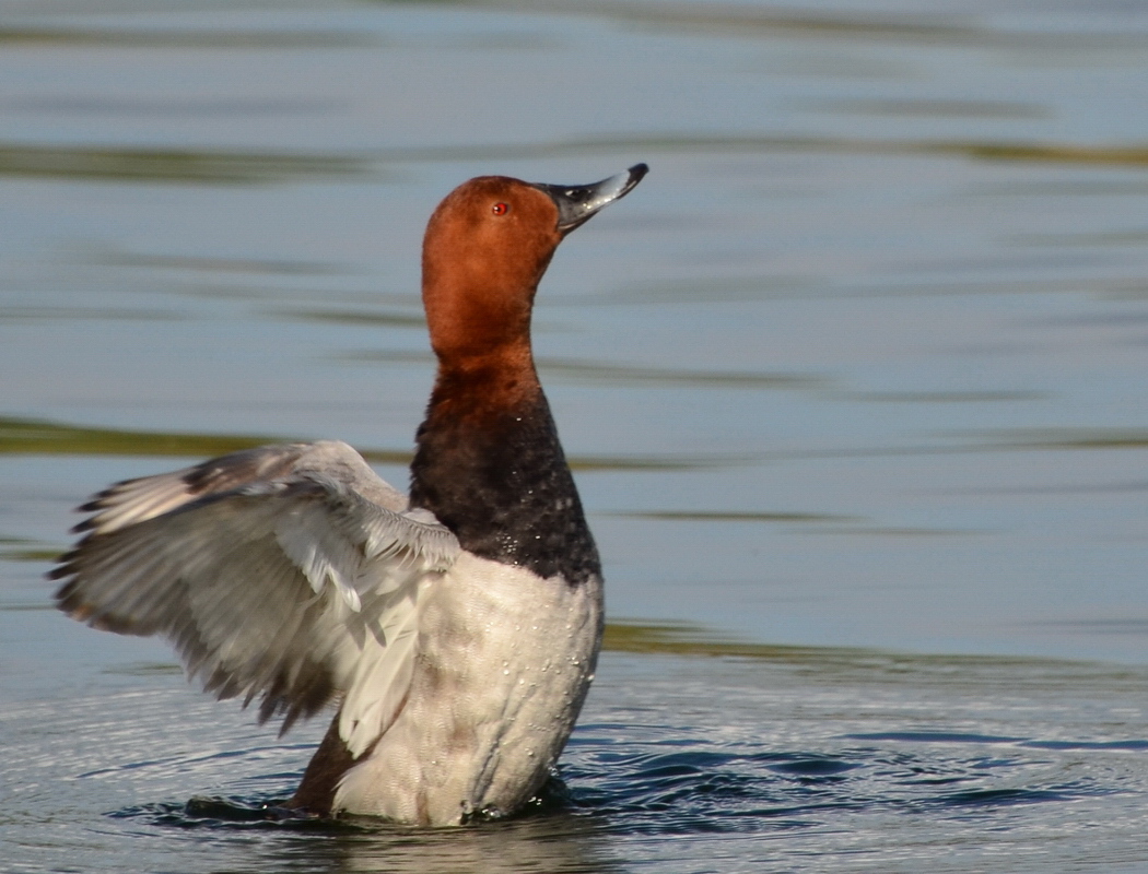 Common Pochard