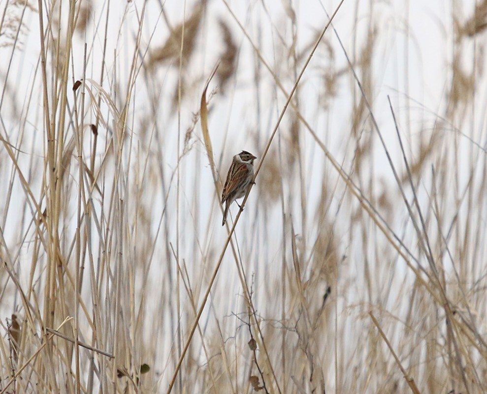 Common Reed Bunting