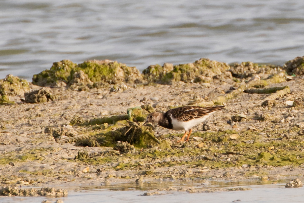Ruddy Turnstone