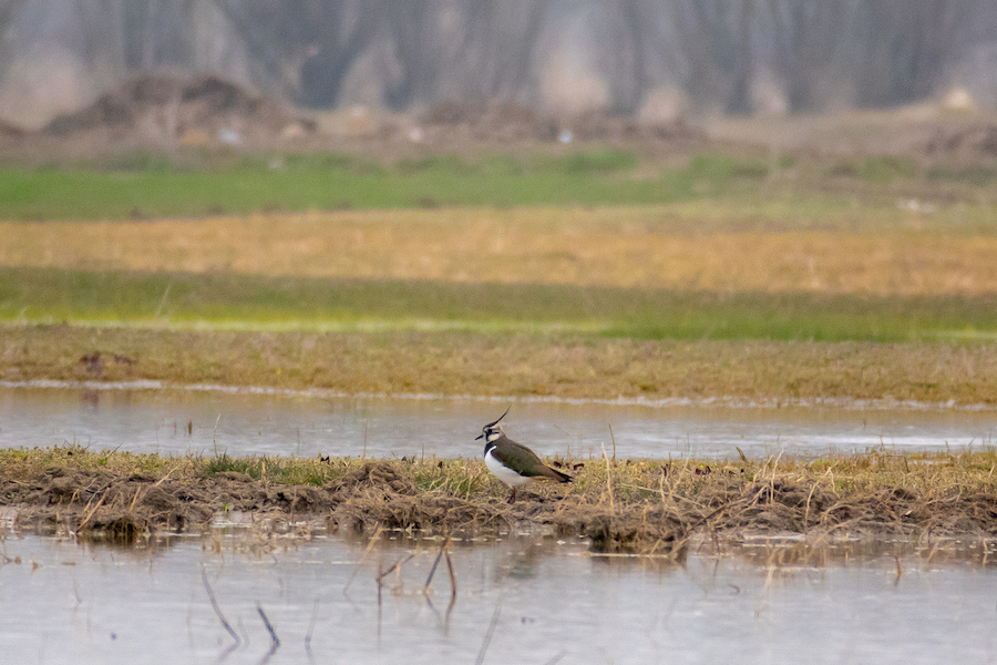 Northern Lapwing