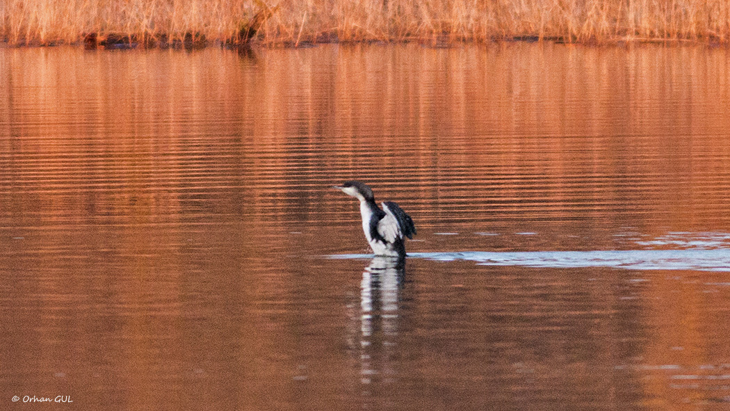 Black-throated Loon