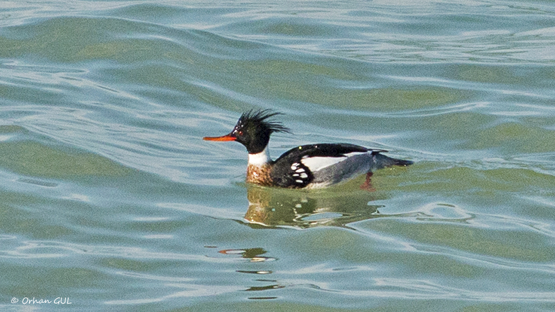 Red-breasted Merganser