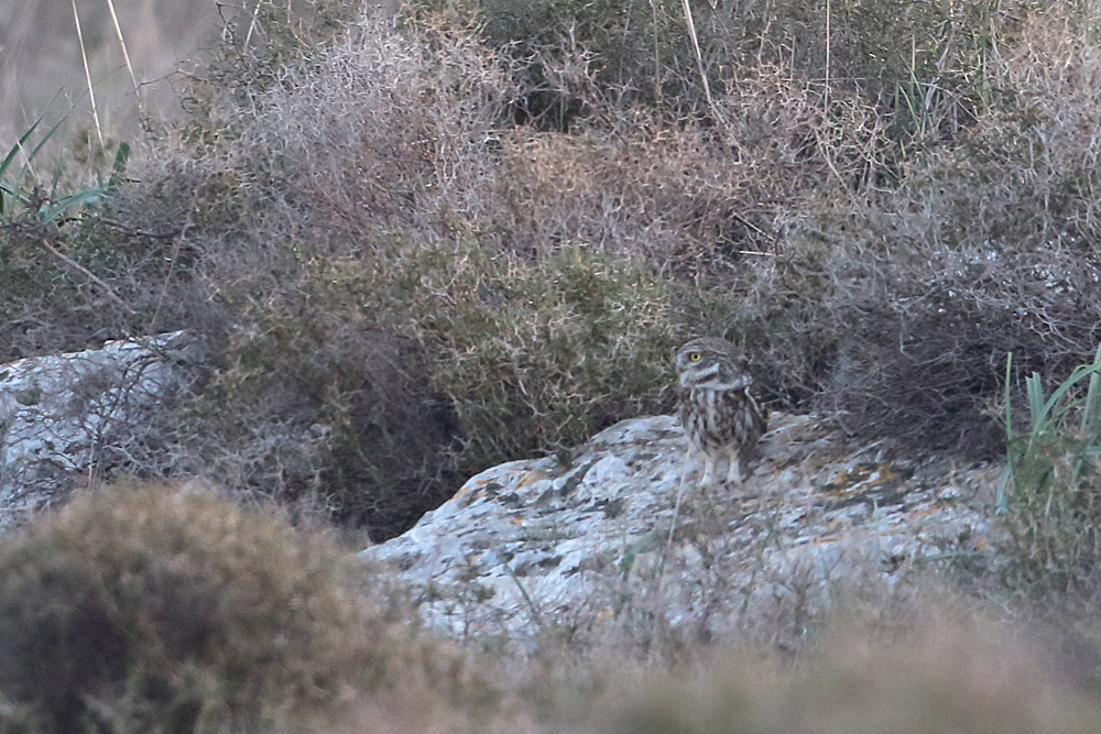 Little Owl