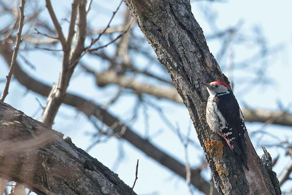 Middle Spotted Woodpecker