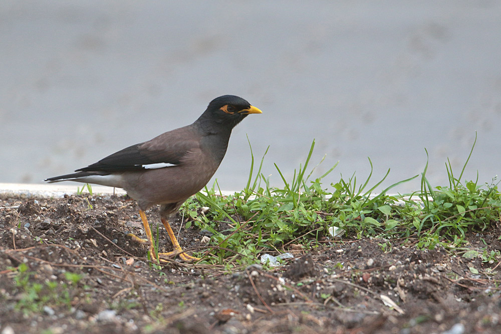 Common Myna