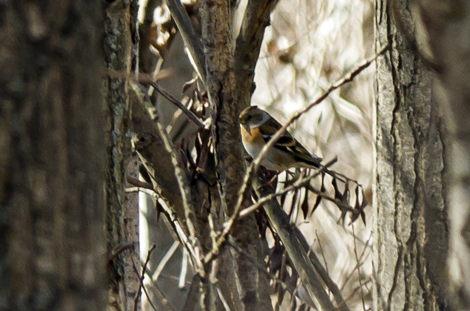 Brambling