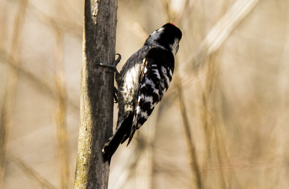 Lesser Spotted Woodpecker