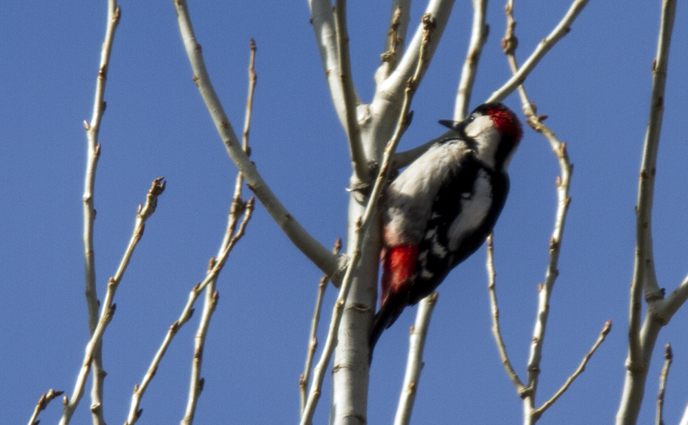 Syrian Woodpecker