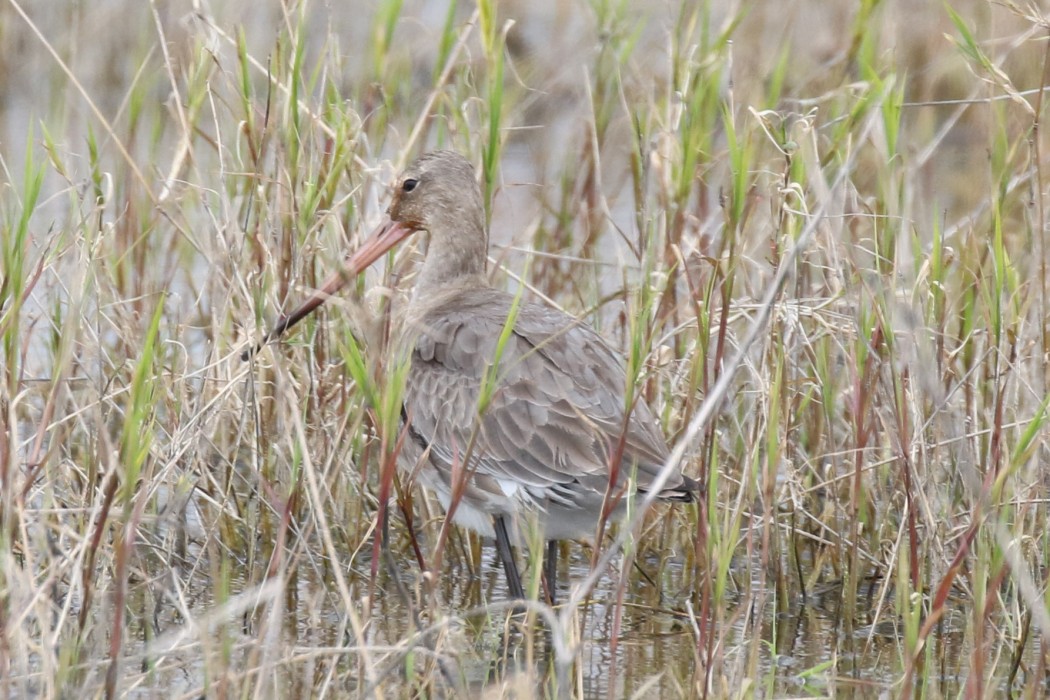 Black-tailed Godwit