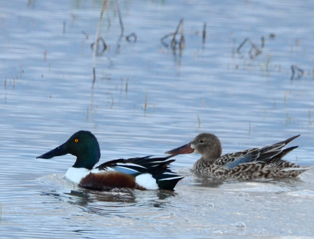 Northern Shoveler