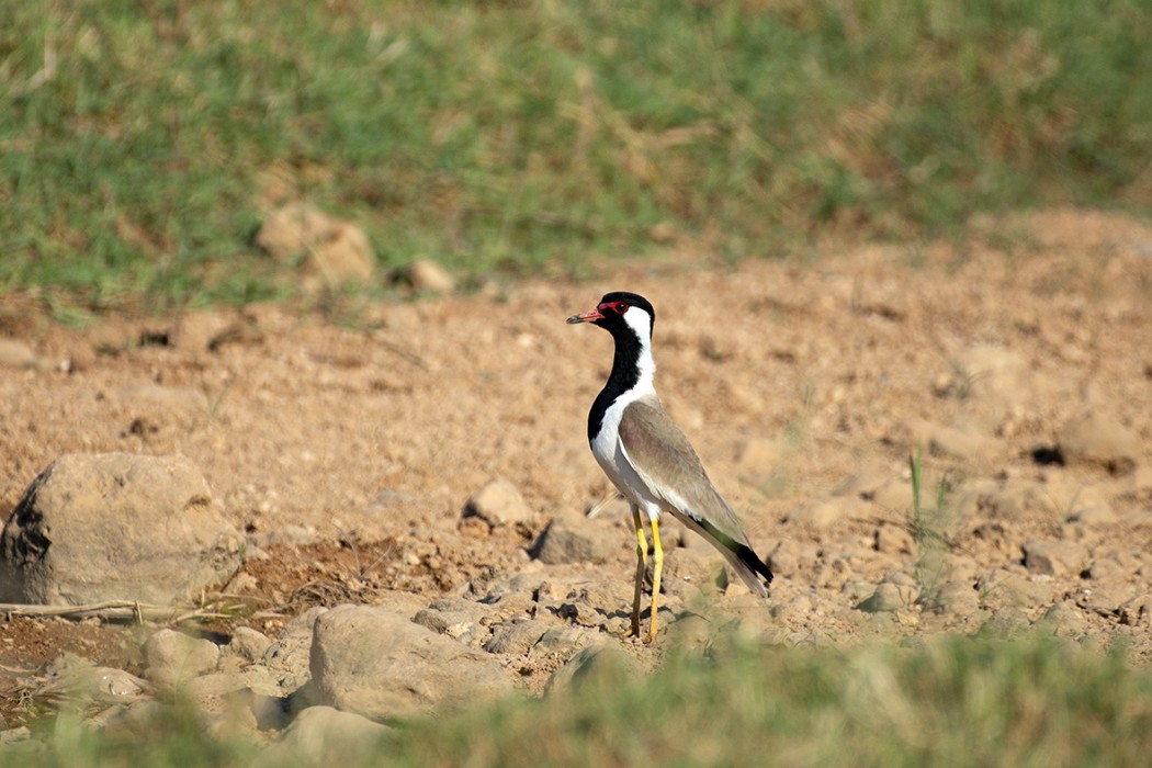 Red-wattled Lapwing