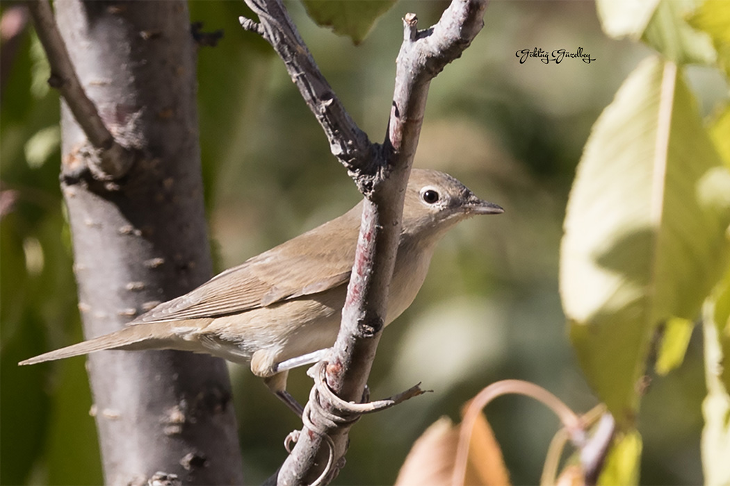 Garden Warbler