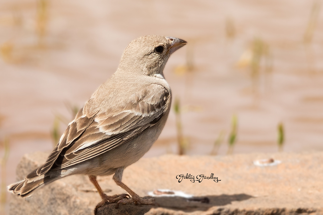 Pale Rockfinch