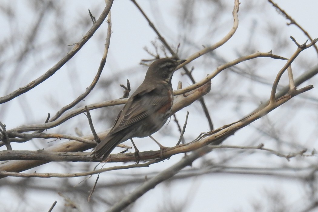 Redwing
