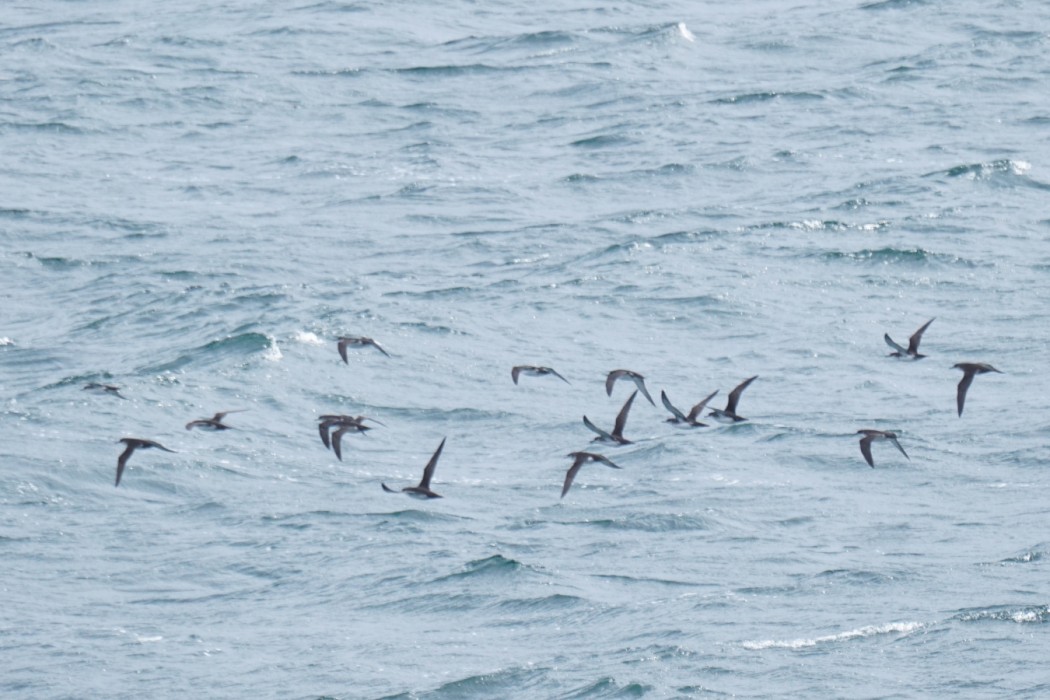 Yelkouan Shearwater