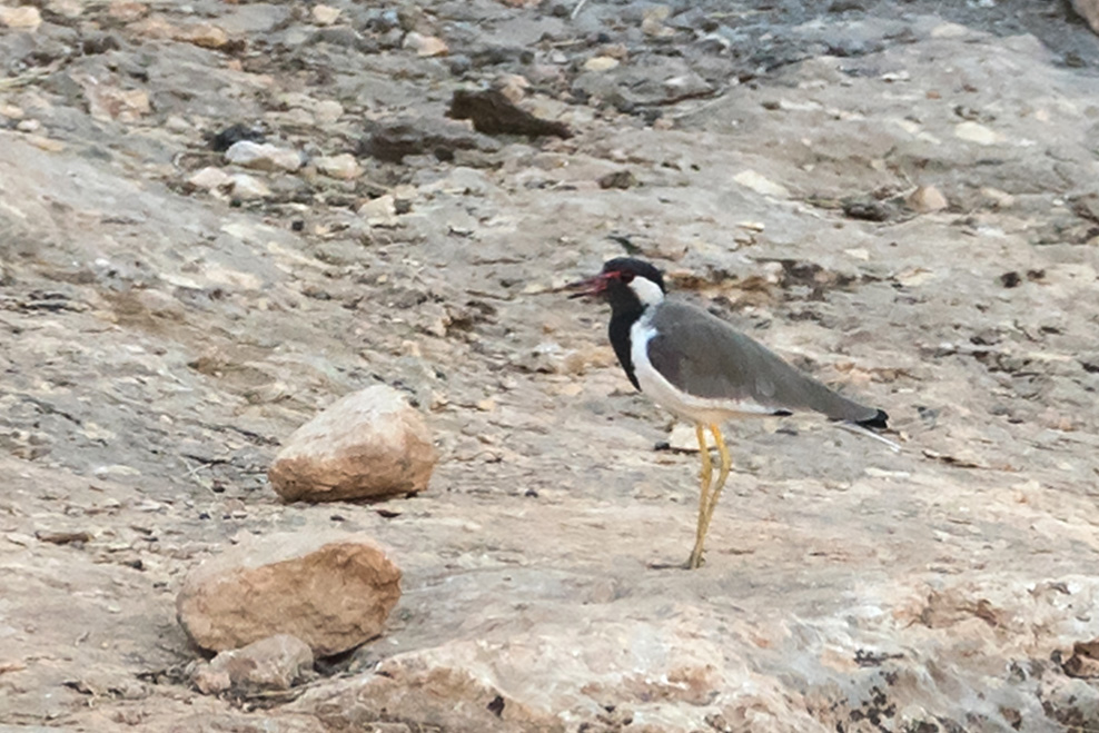 Red-wattled Lapwing