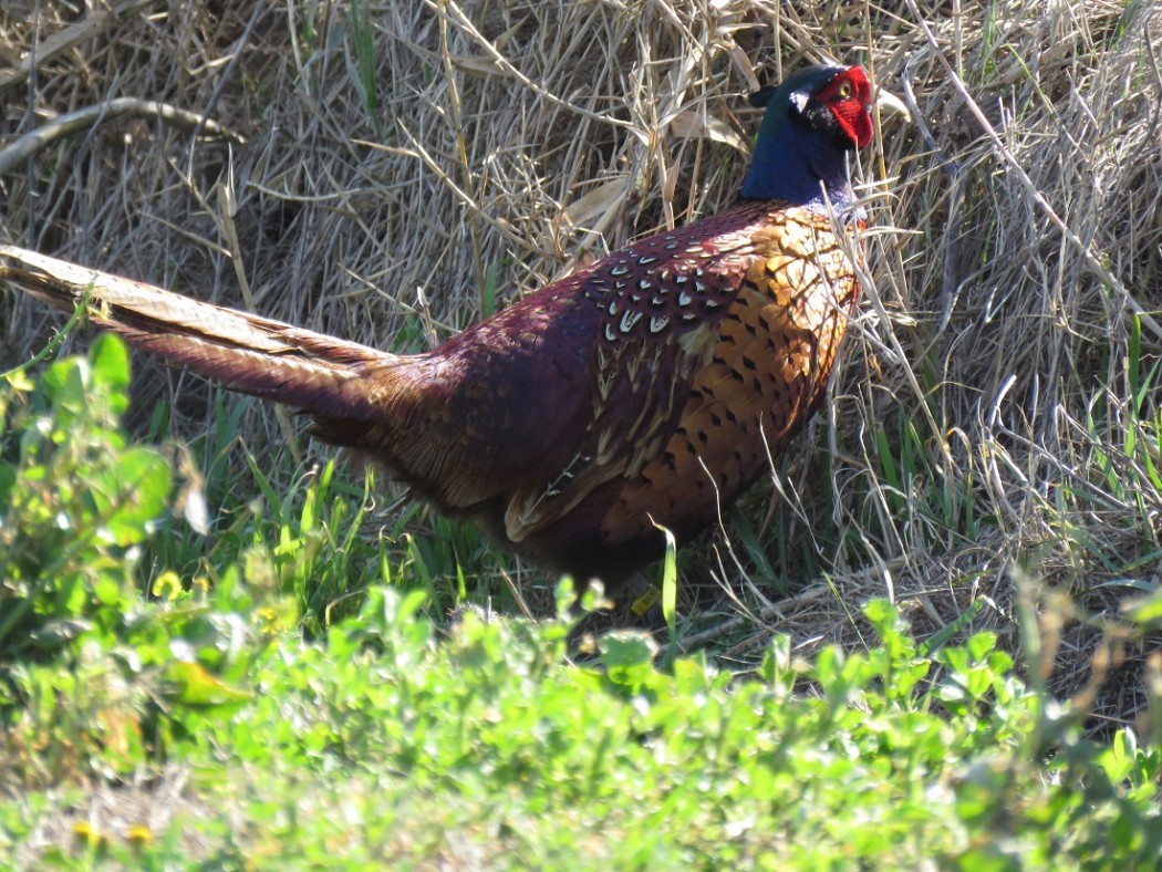 Common Pheasant