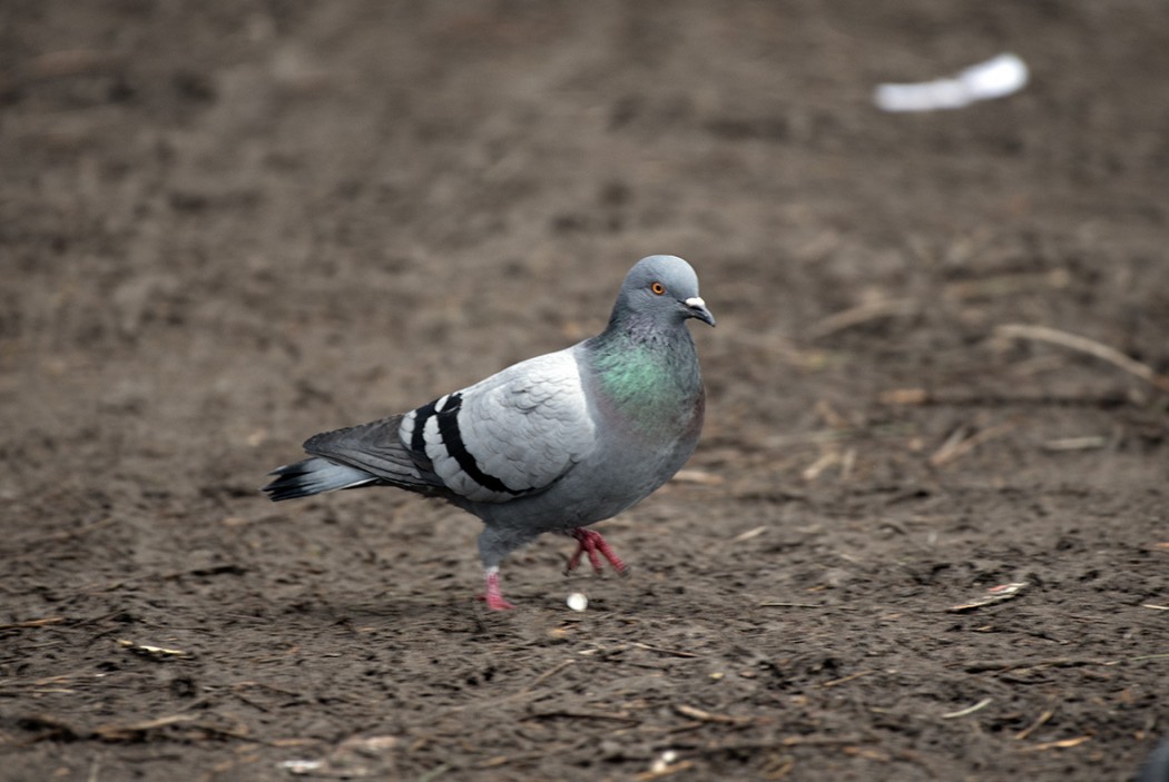Rock Dove
