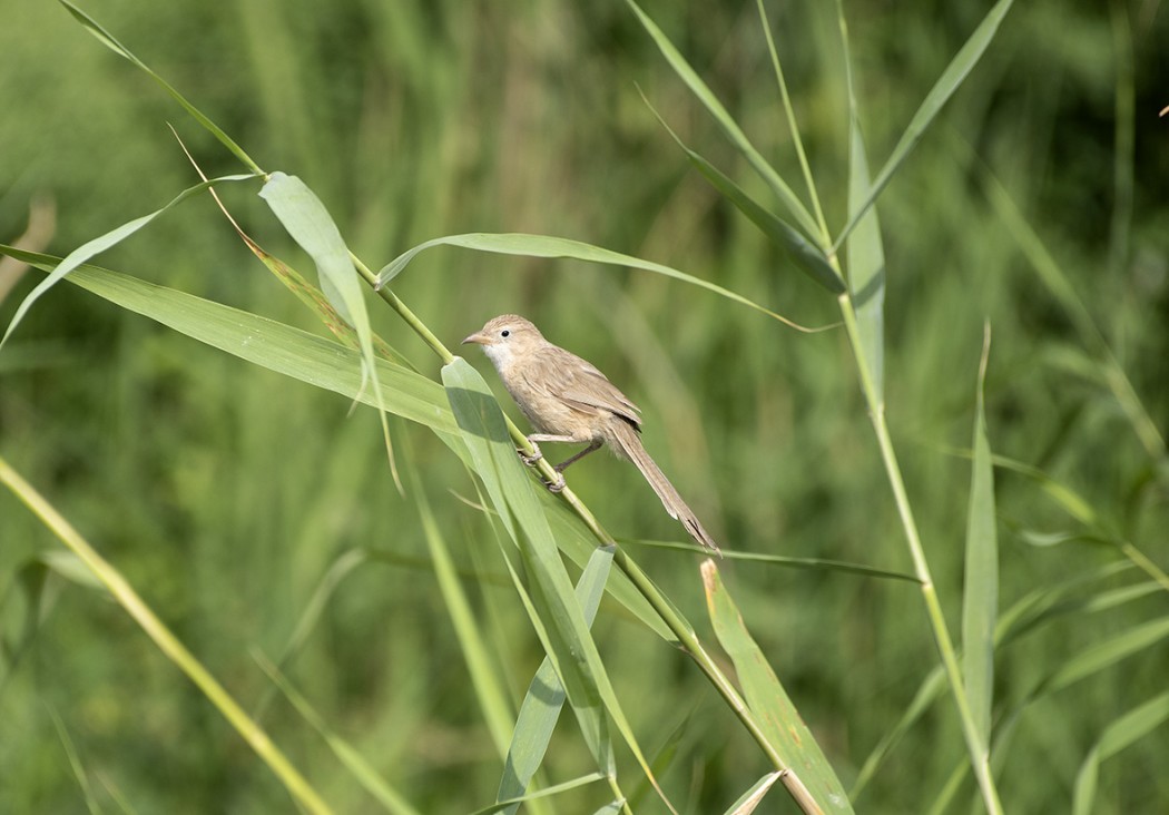 Iraq Babbler