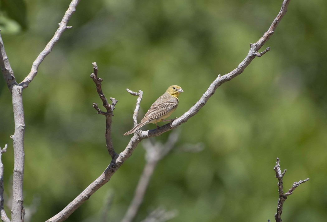 Cinereous Bunting