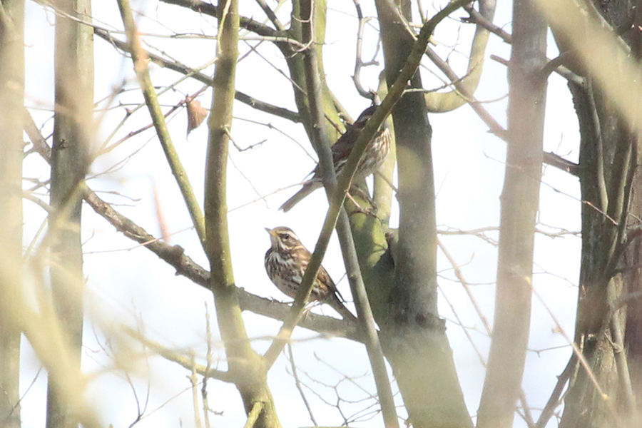Redwing