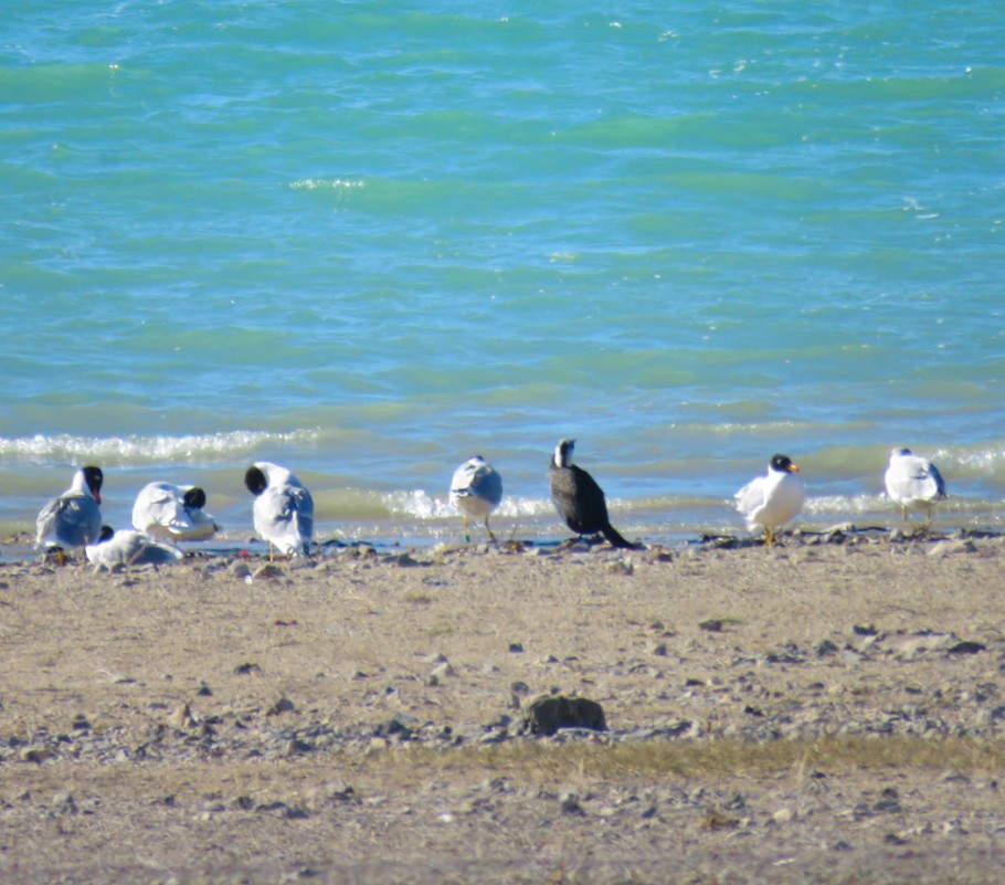 Pallas`s Gull