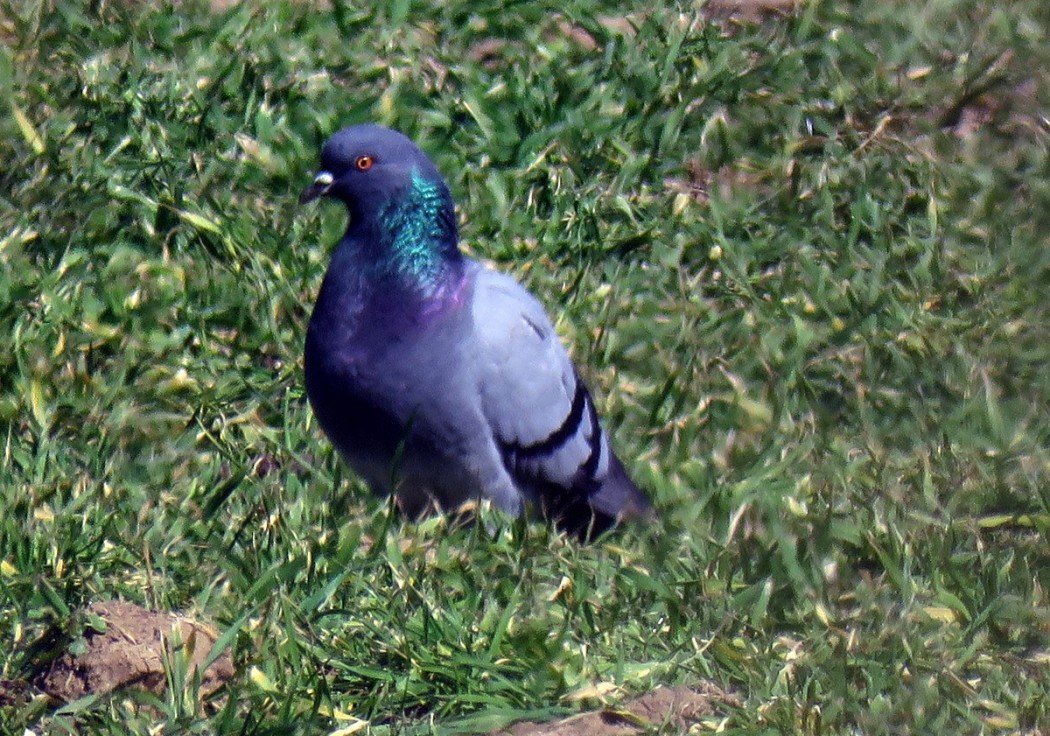 Rock Dove