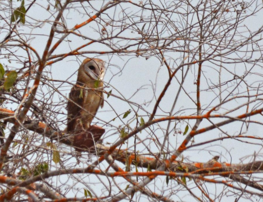 Western Barn Owl