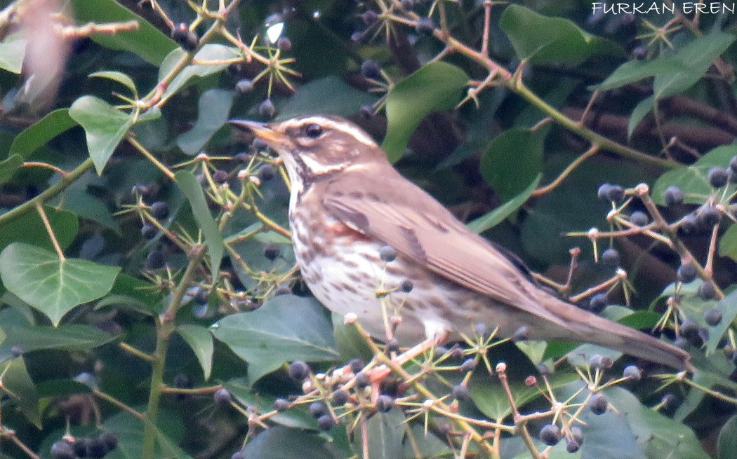 Redwing