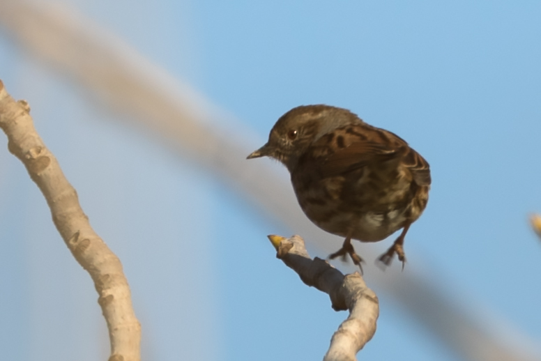 Dunnock
