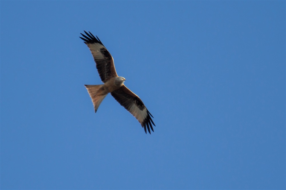 Red Kite