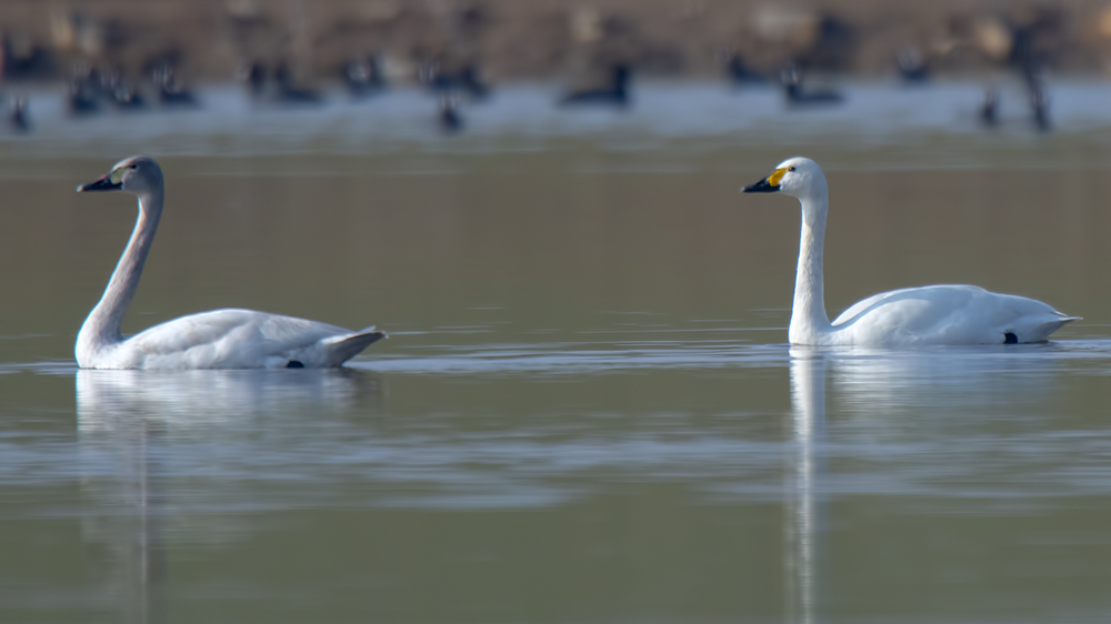 Tundra Swan