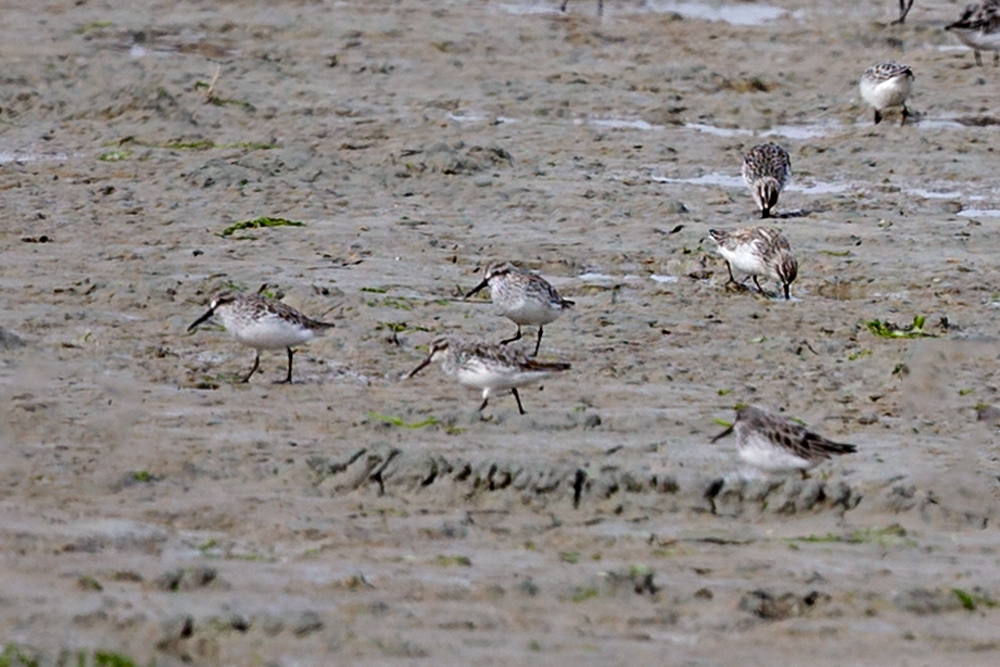 Broad-billed Sandpiper