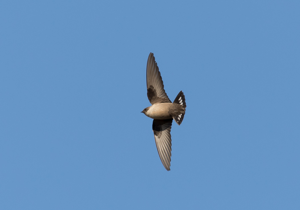 Eurasian Crag Martin