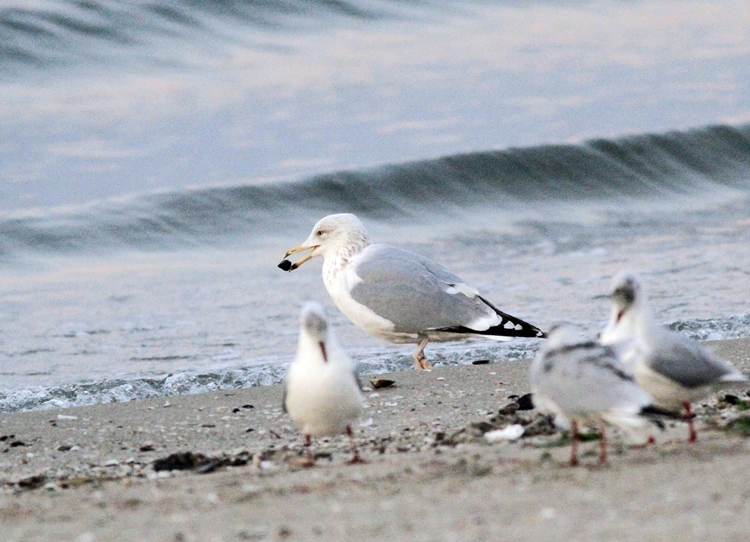 European Herring Gull
