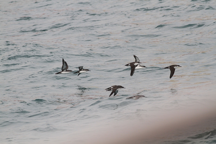 Yelkouan Shearwater
