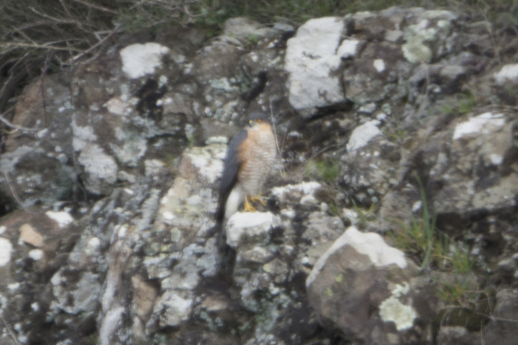 Eurasian Sparrowhawk