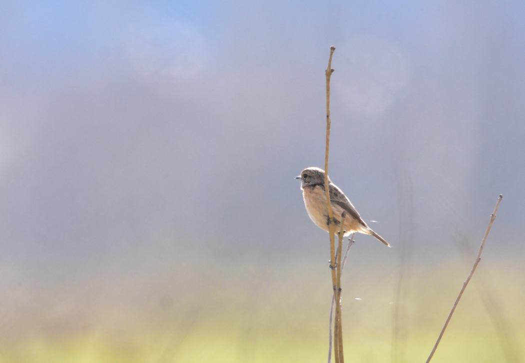 European Stonechat
