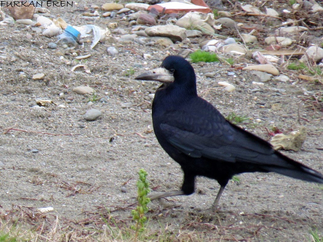 Rook